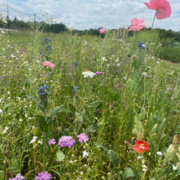 Restore Biodiversity to Your Garden