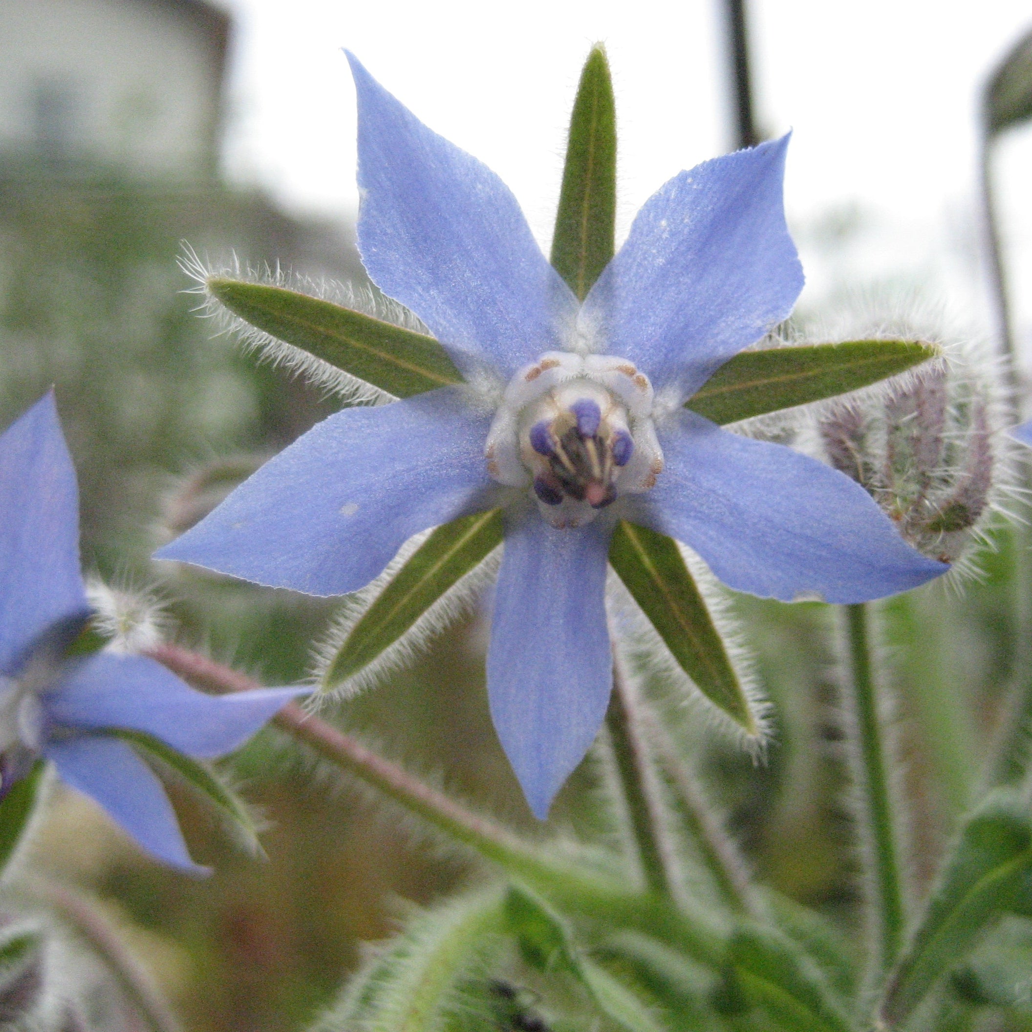 Borage