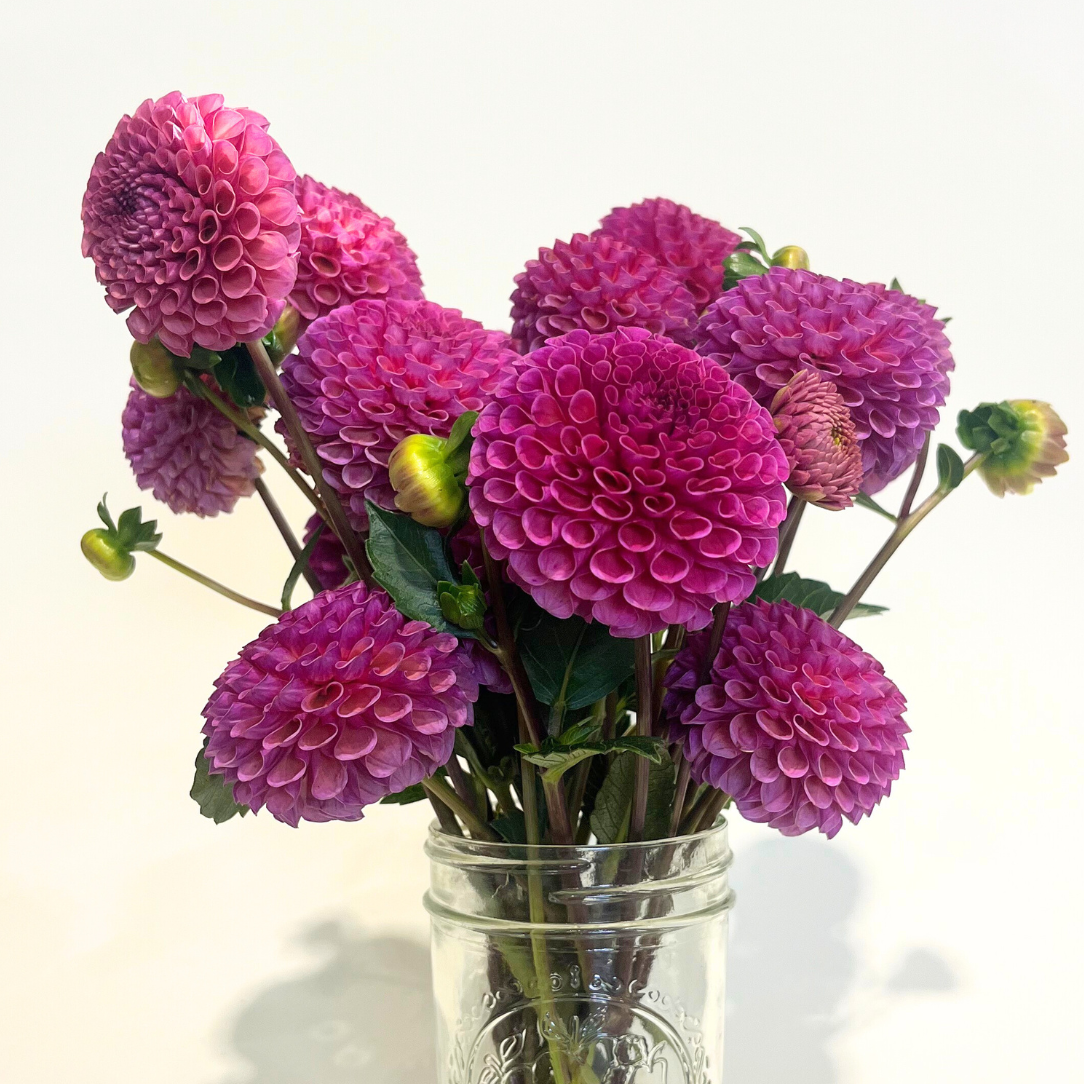 Koko Puff Dahlia Tuber