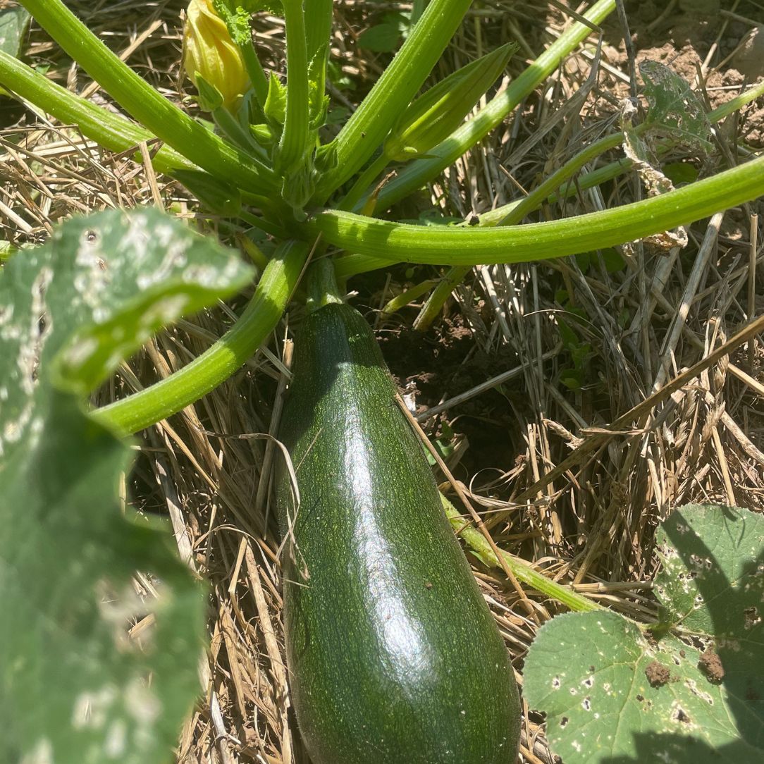 Dark Star Zucchini
