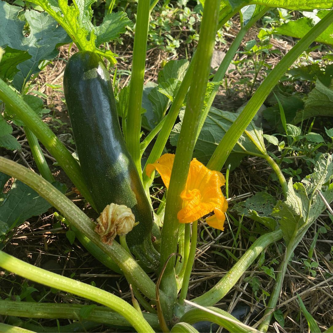 Dark Star Zucchini