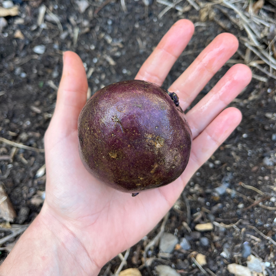 Huckleberry Gold Potato