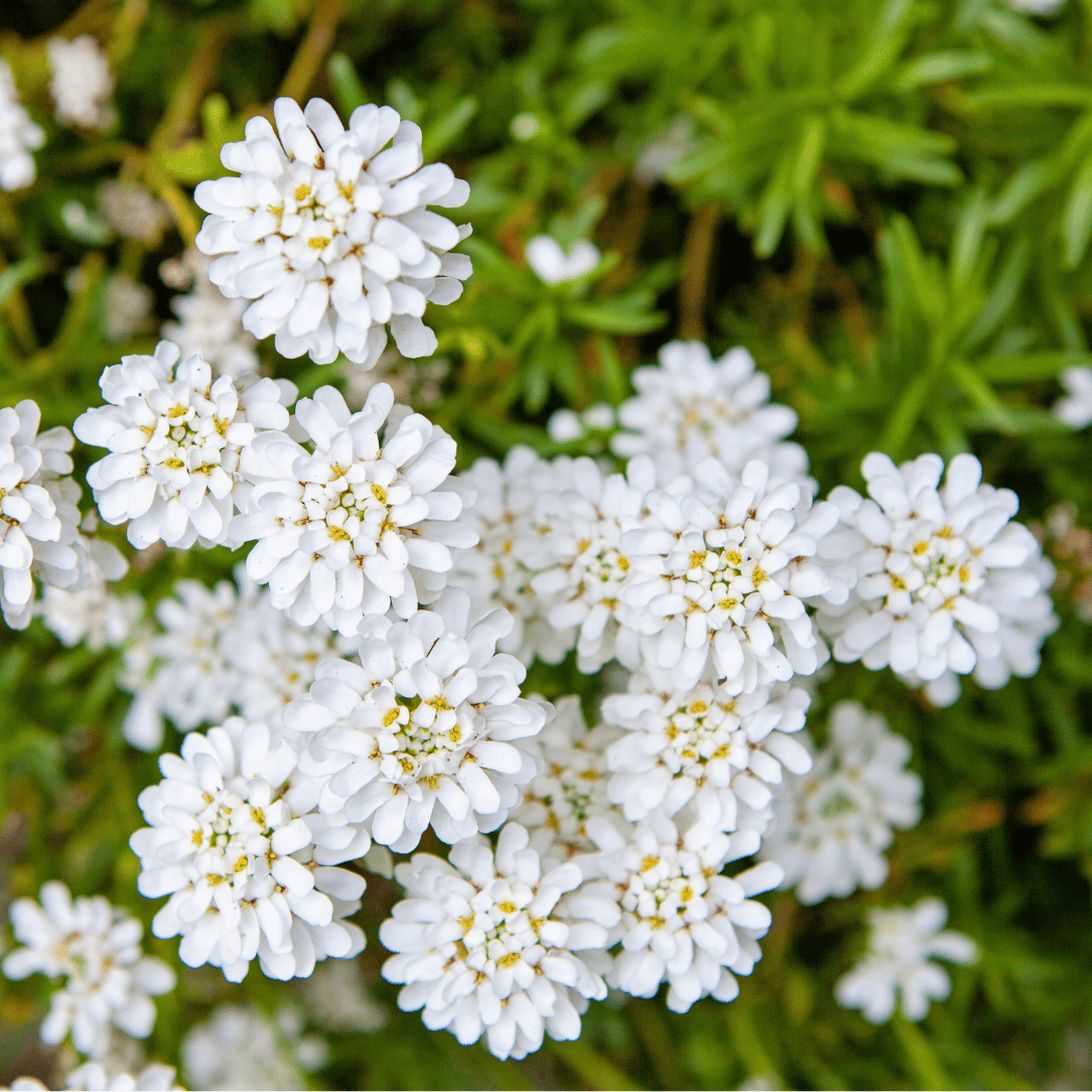 Candytuft - Iberis