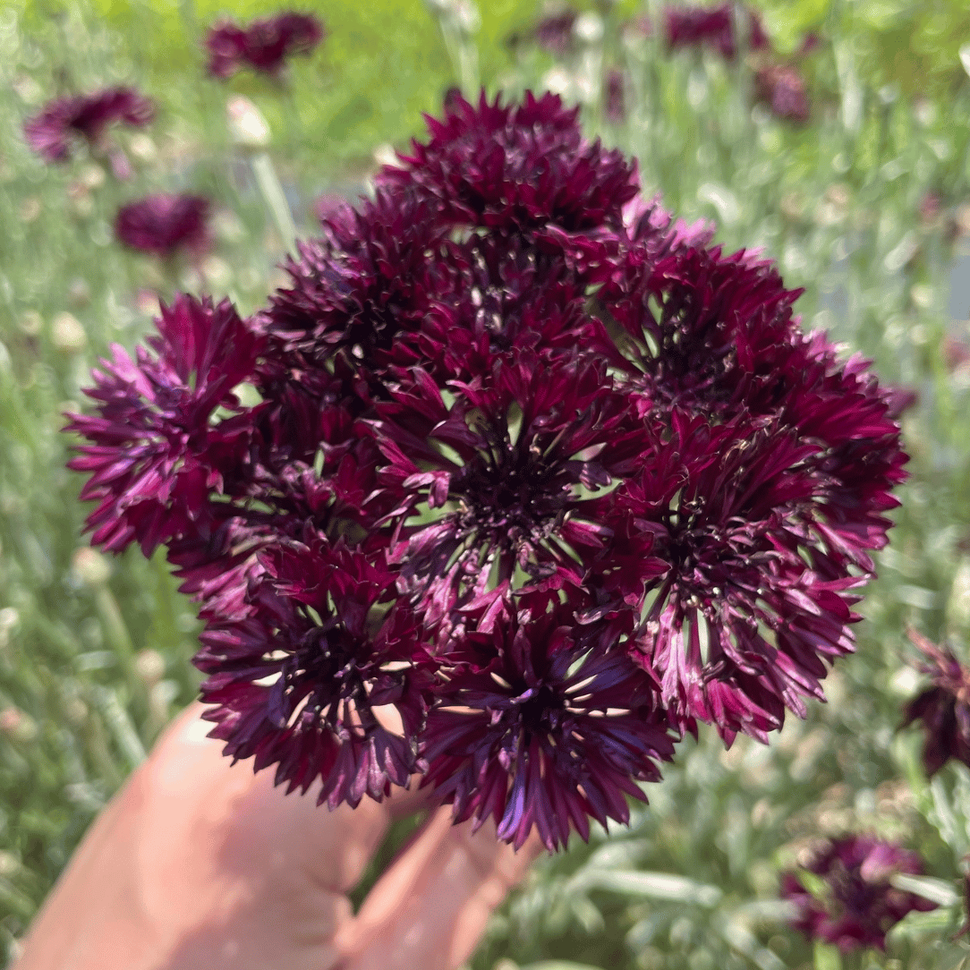 Black Button Centaurea