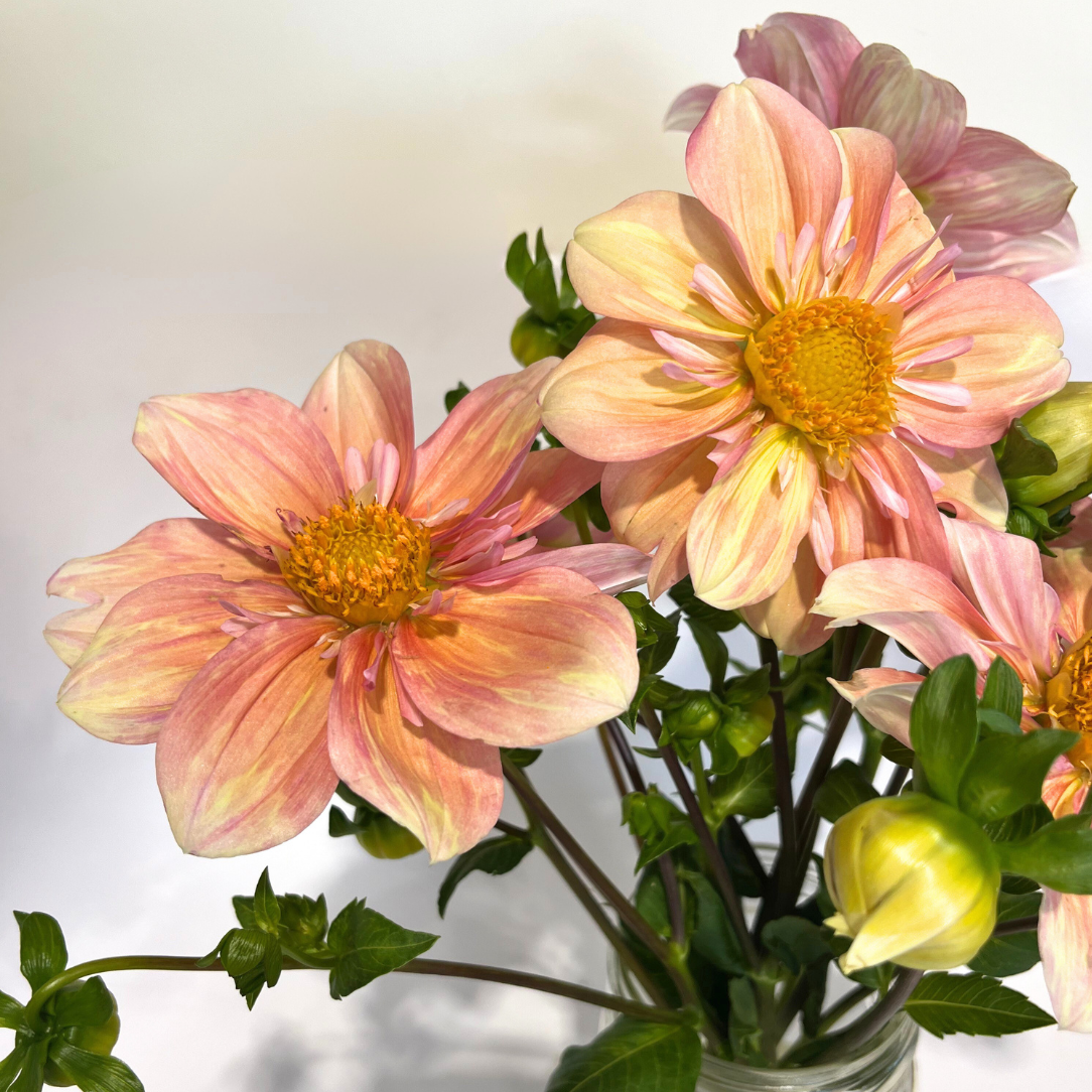 Apple Blossom Dahlia Tuber