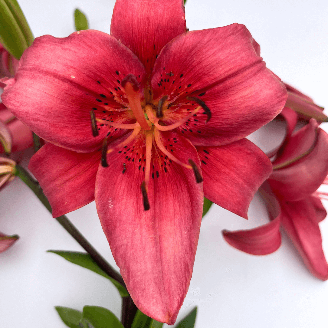 Asiatic Lily &