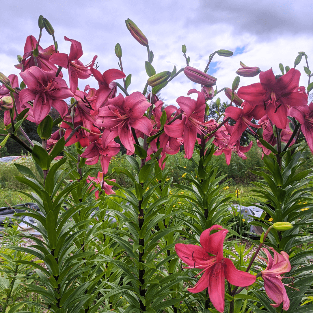 Asiatic Lily &