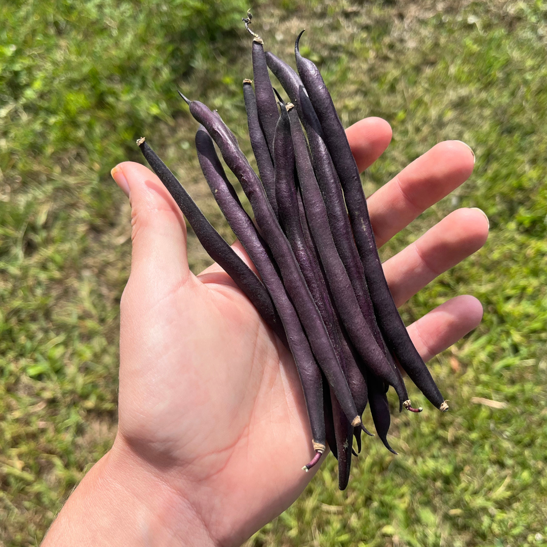 Al Wadi Purple Pole Bean