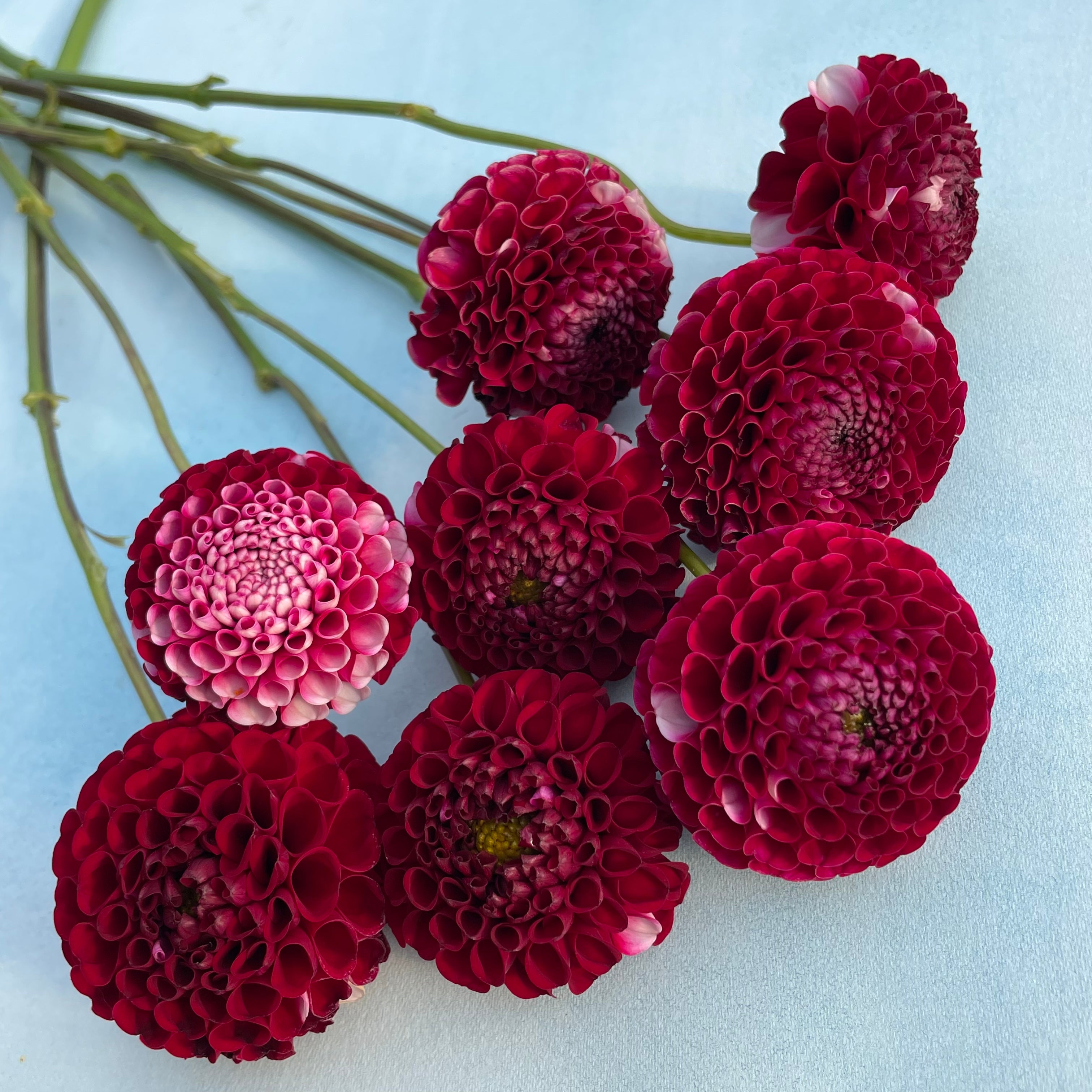 Chikadee Dahlia Tuber