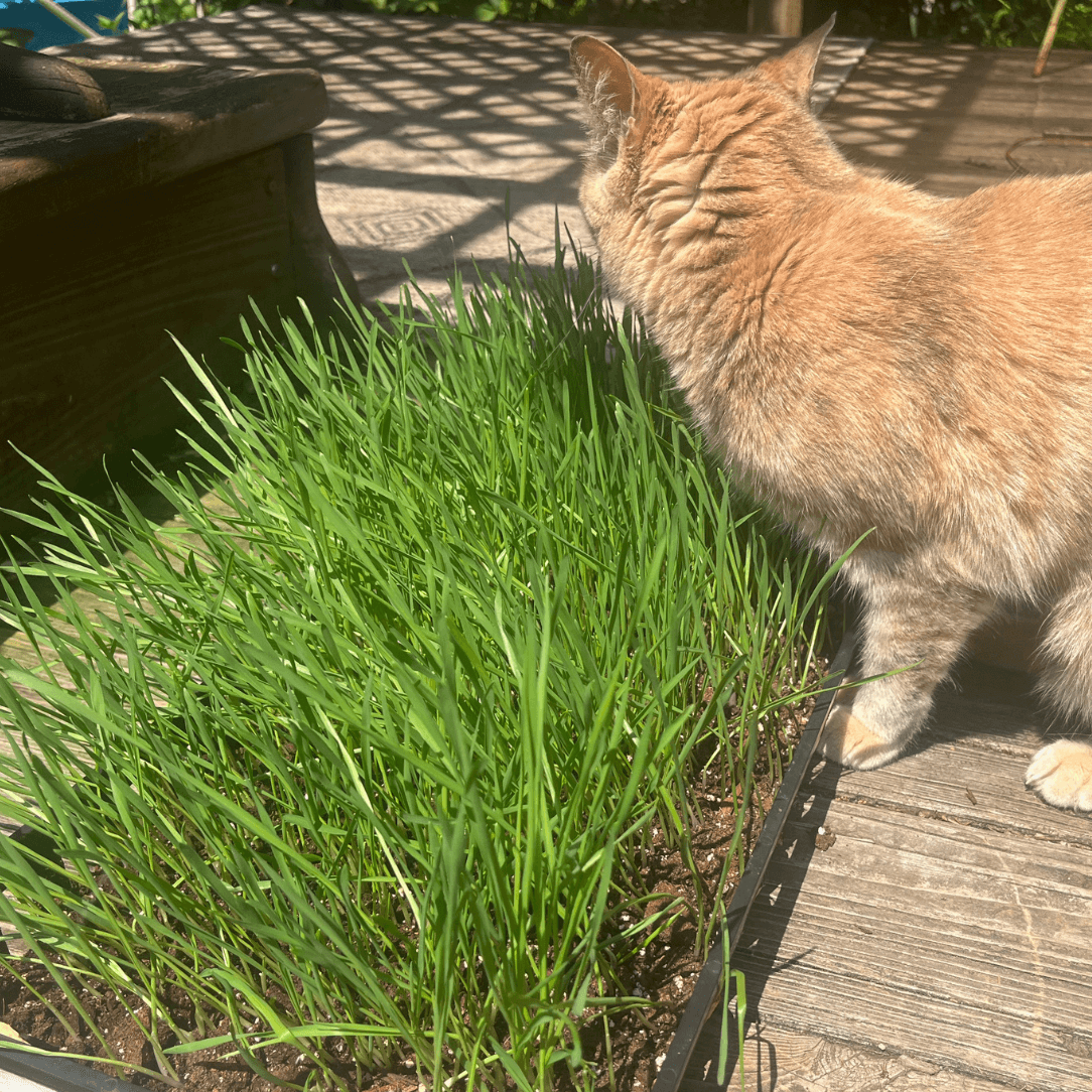 Cat Grass