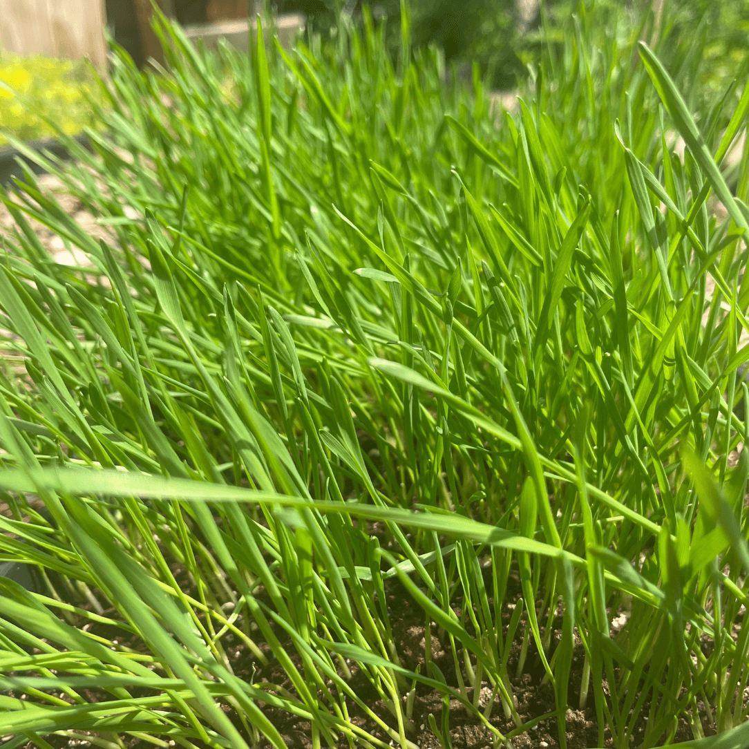 Cat Grass