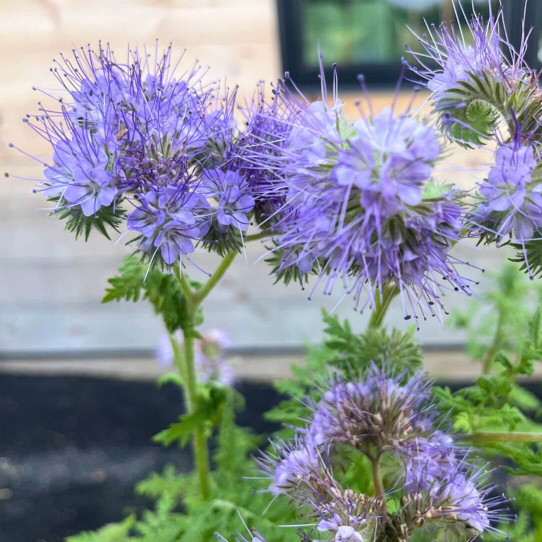 Lacy Phacelia