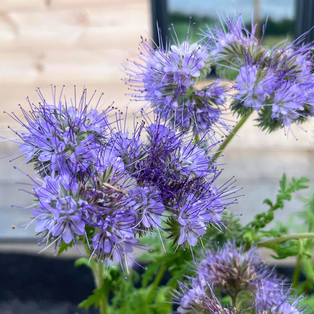 Lacy Phacelia