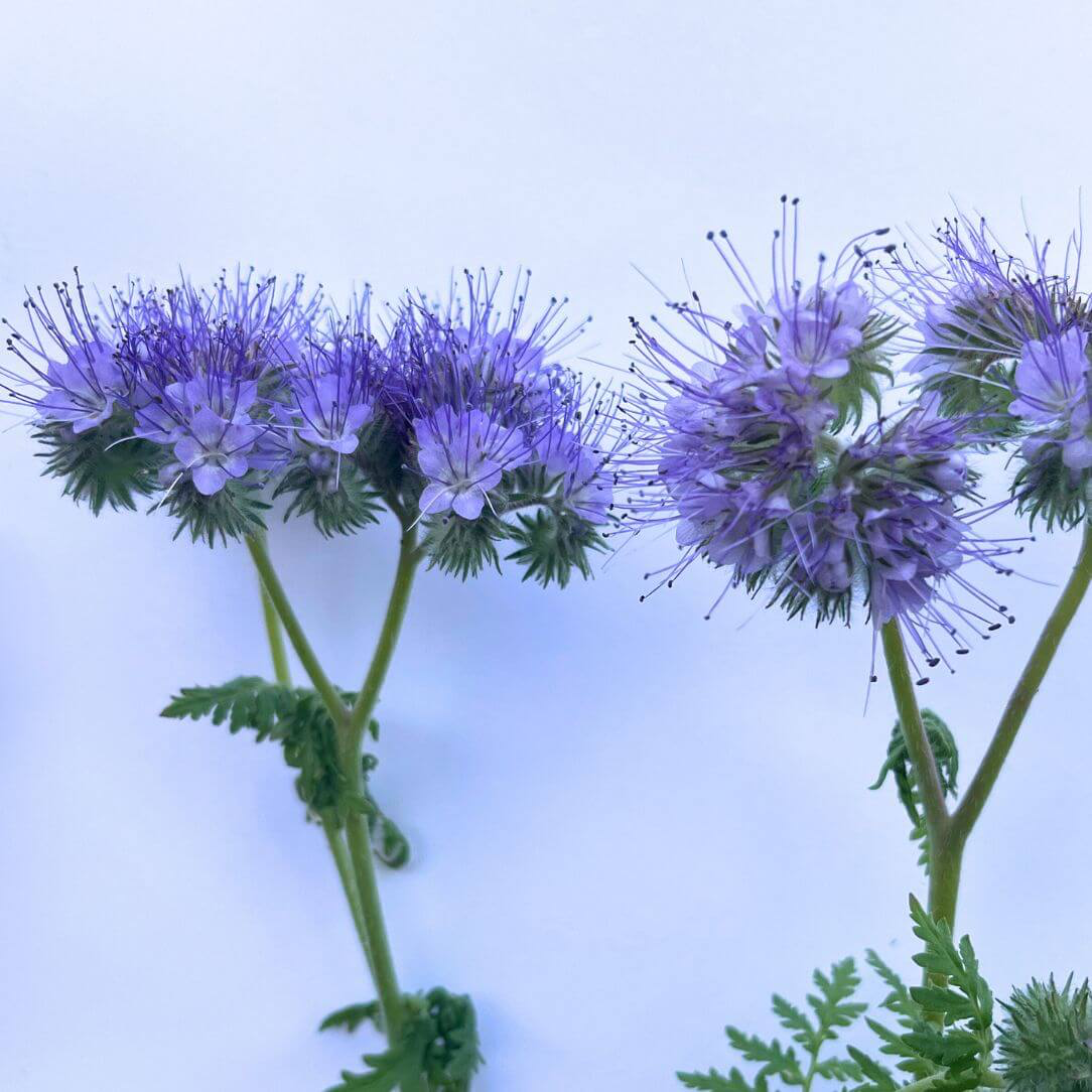 Lacy Phacelia