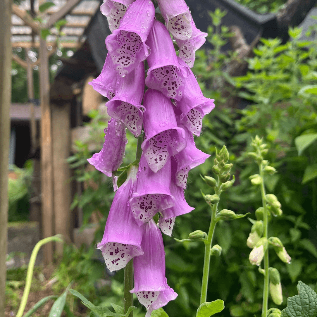 Foxglove Mix