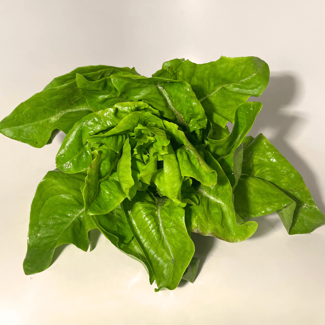 Amish Deer Tongue Lettuce