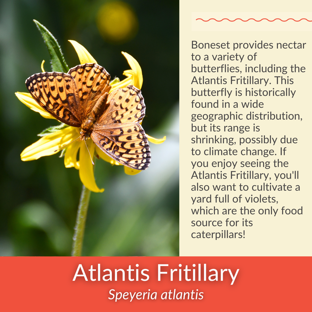 Boneset - PollinateHV Local Ecotype