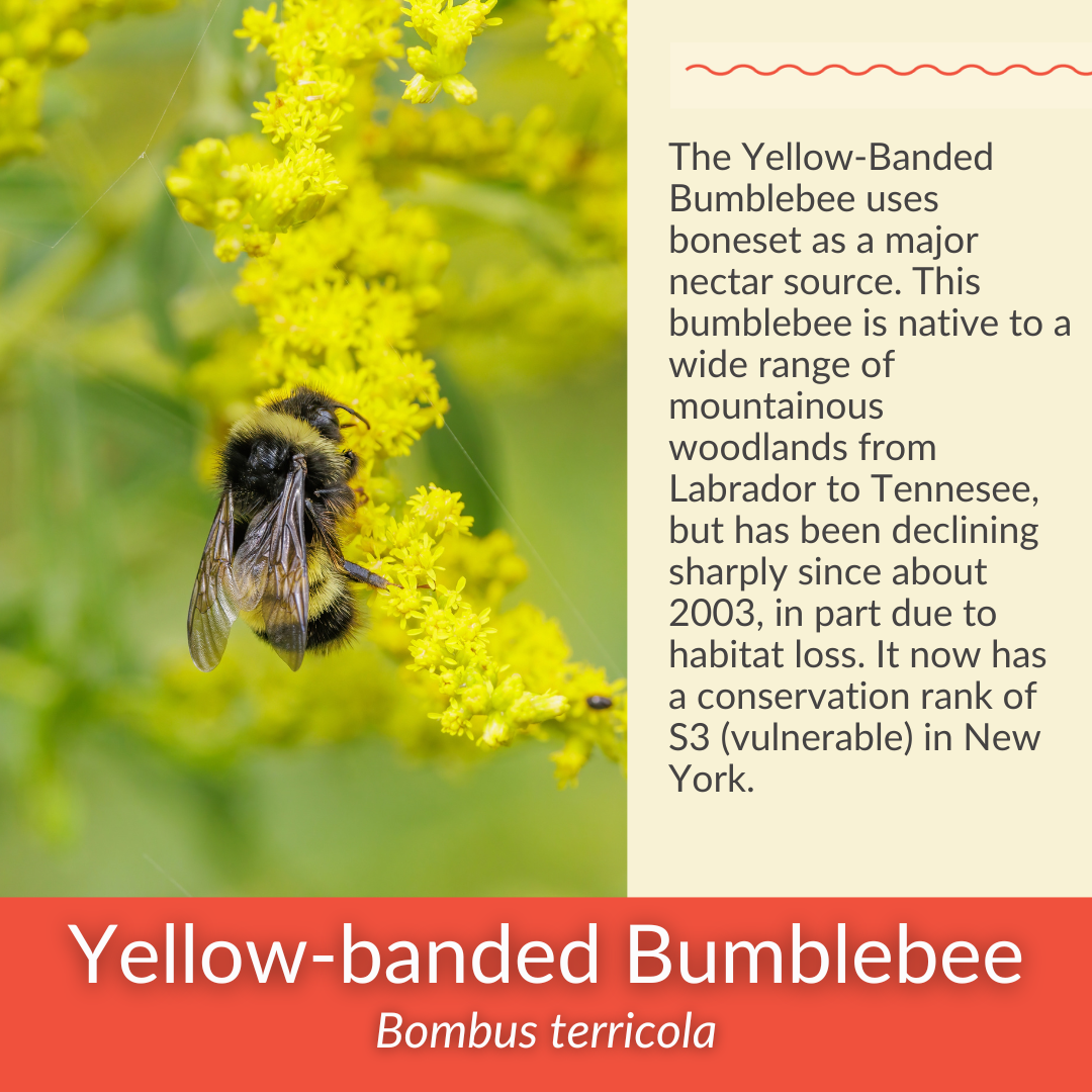 Boneset - PollinateHV Local Ecotype