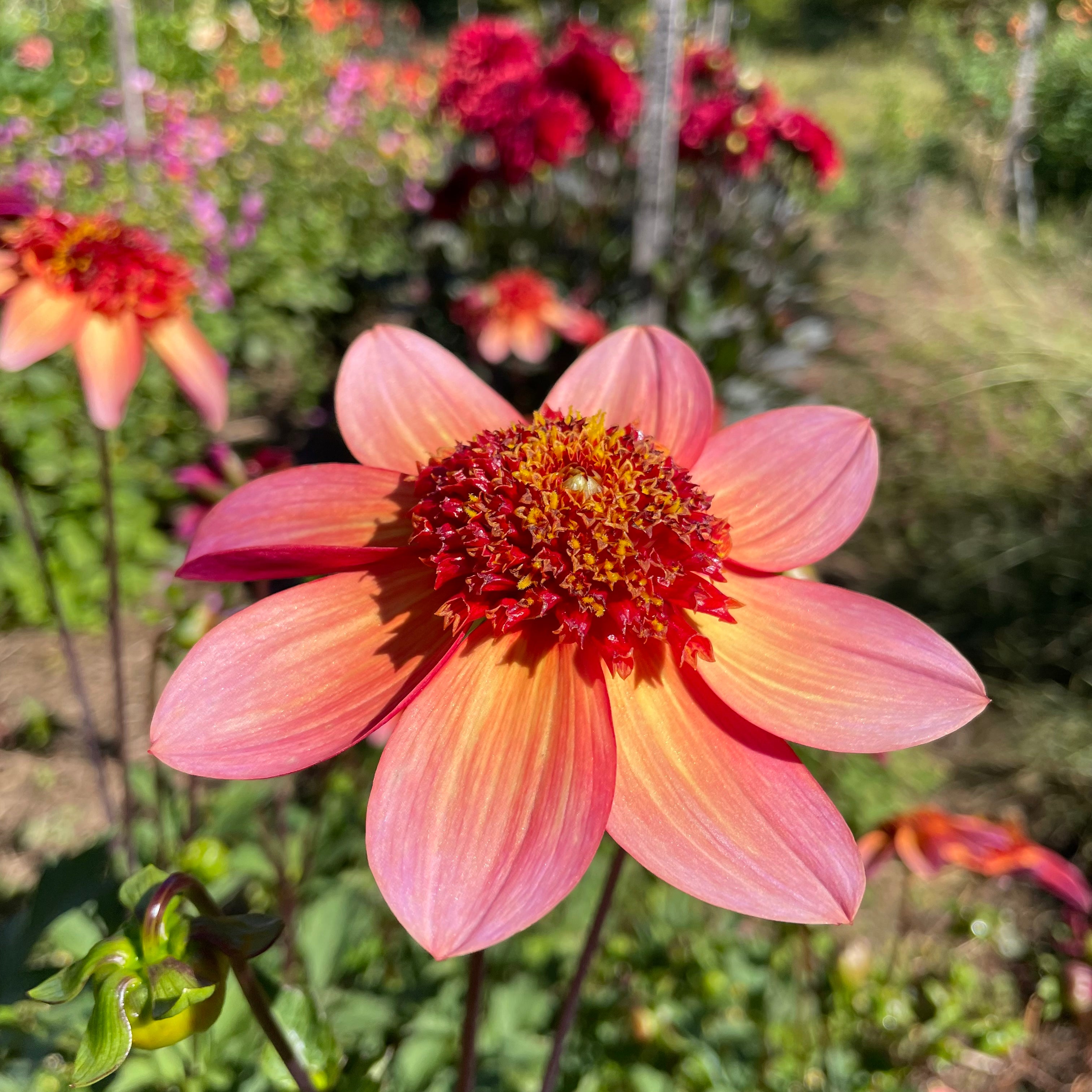 Totally Tangerine Dahlia Tuber