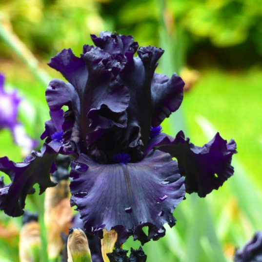 Bearded Iris &