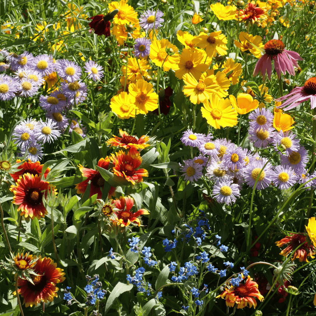 Bee Friendly Meadow Mix Seed Shaker