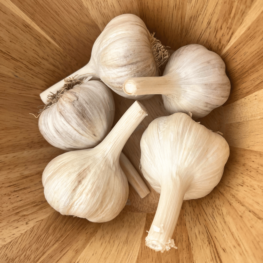 Conventional Bloodnick&