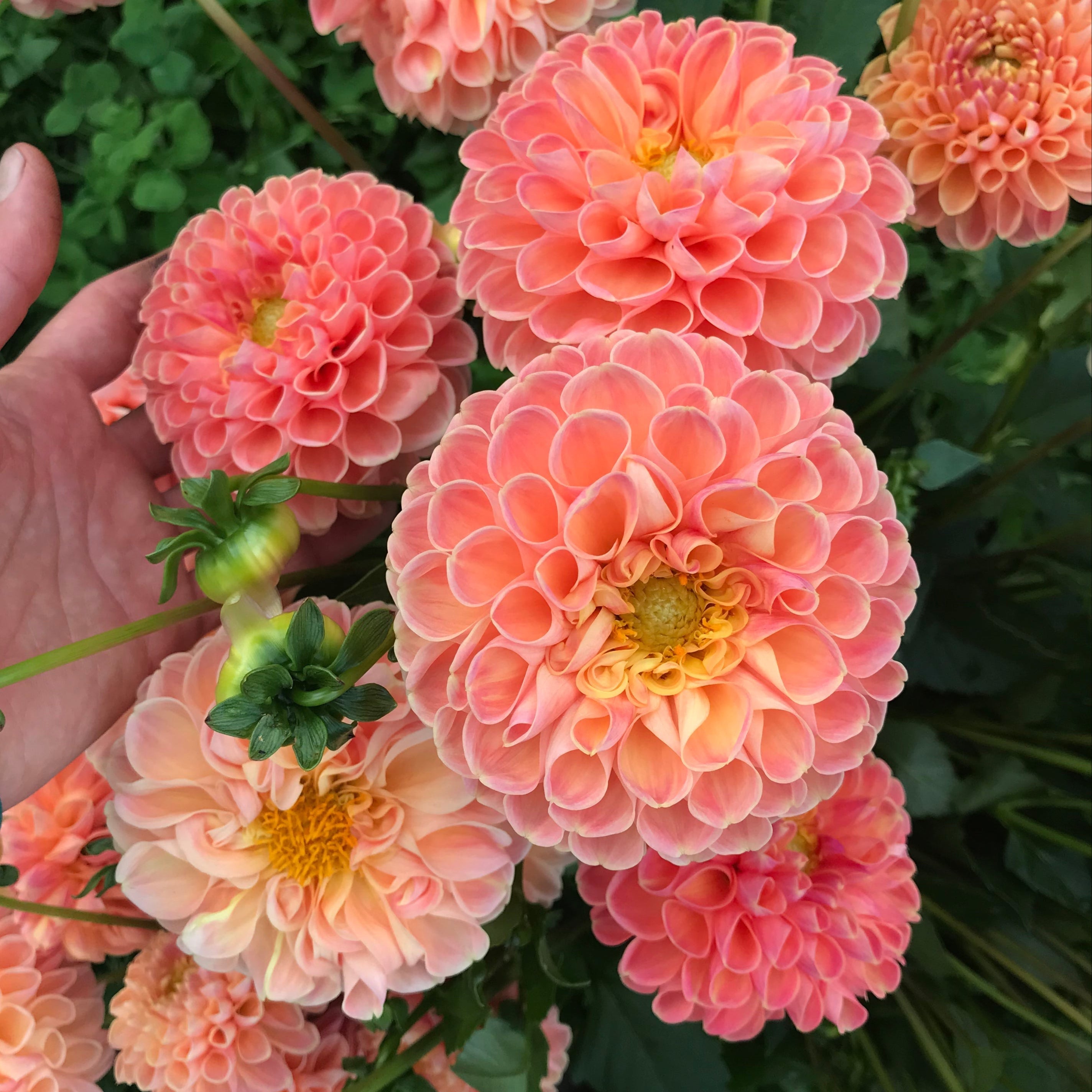 Crichton Honey Dahlia Tuber