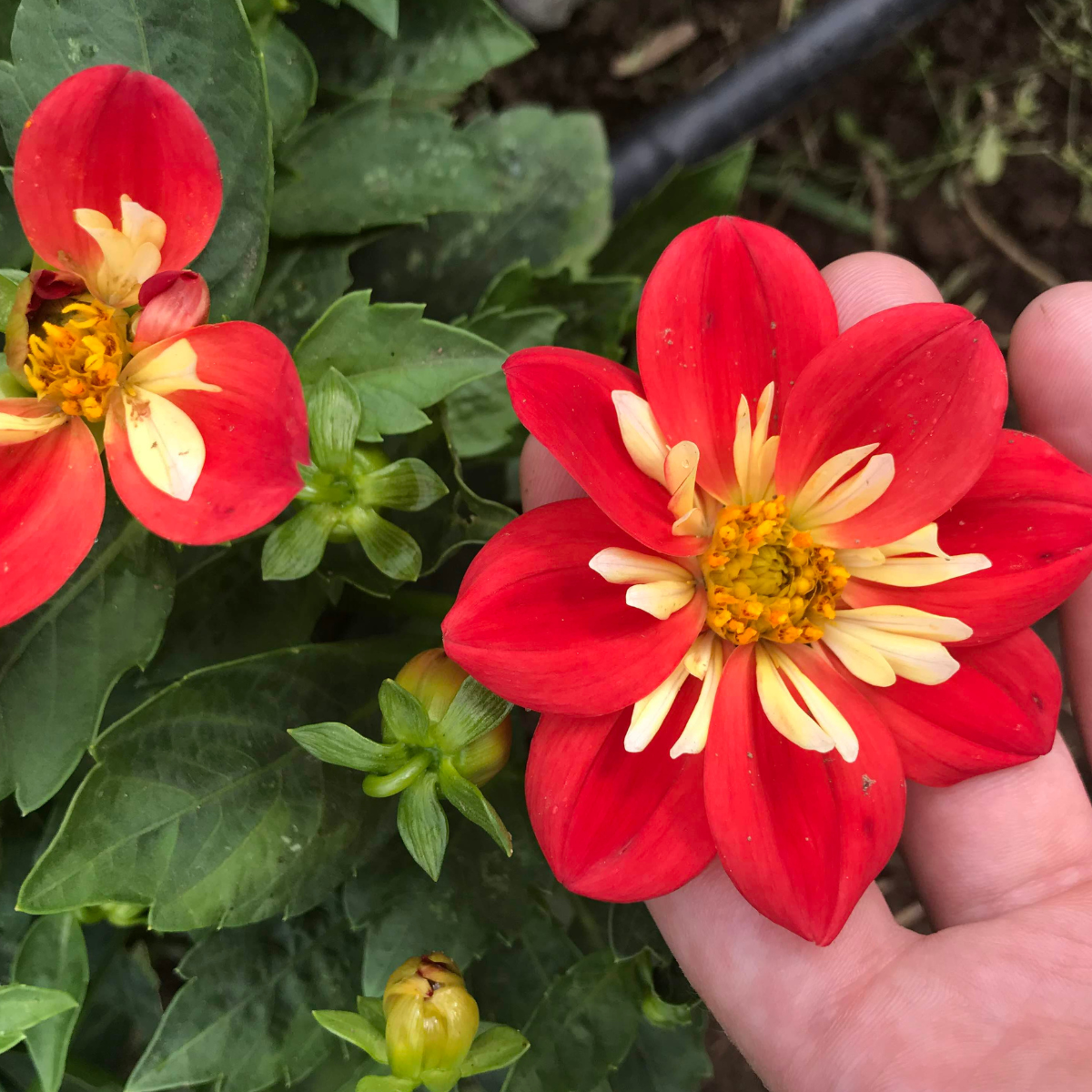 Dandy Collarette Dahlia Tuber Collection