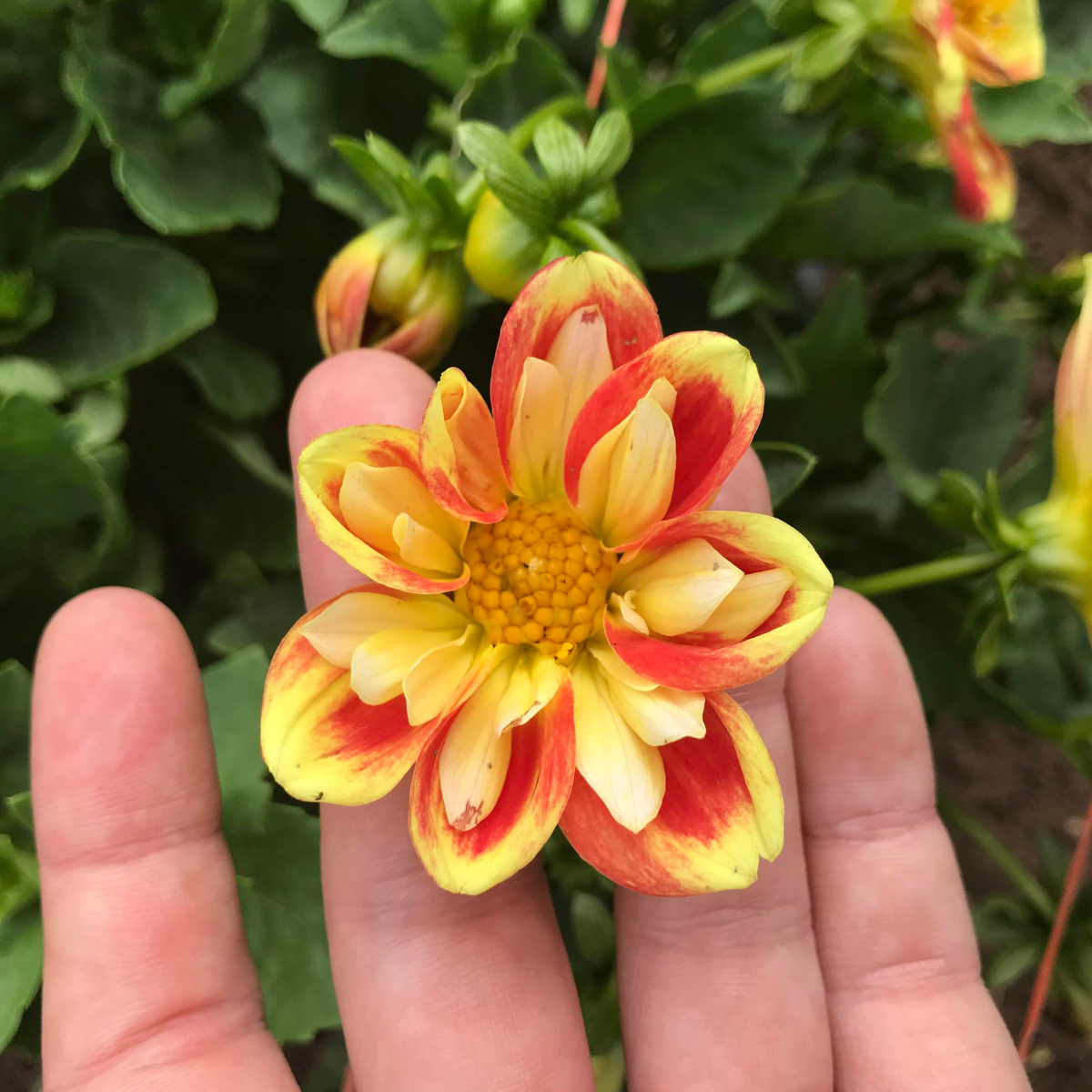 Dandy Collarette Dahlia Tuber Collection