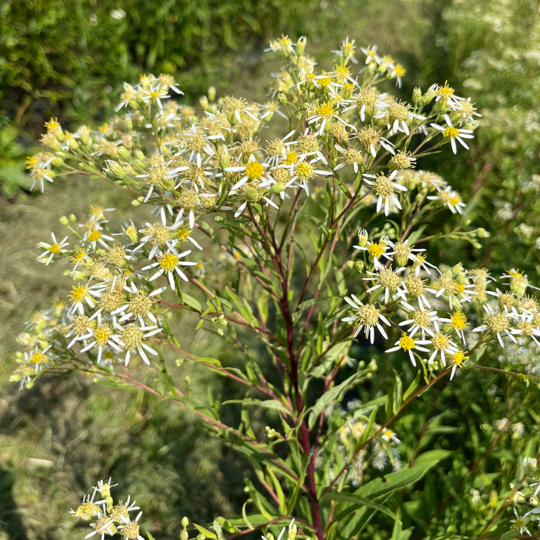 Flat-Topped Aster - PollinateHV Local Ecotype