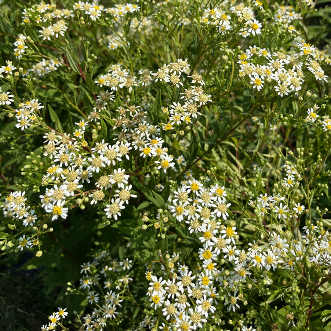 Flat-Topped Aster - PollinateHV Local Ecotype