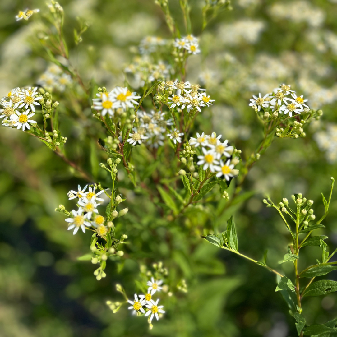 Flat-Topped Aster - PollinateHV Local Ecotype