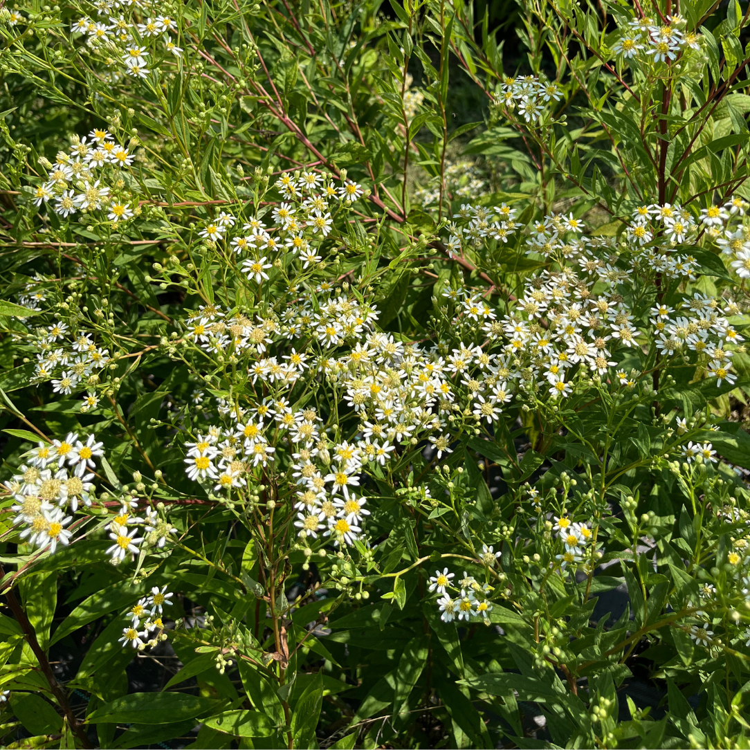 Flat-Topped Aster - PollinateHV Local Ecotype