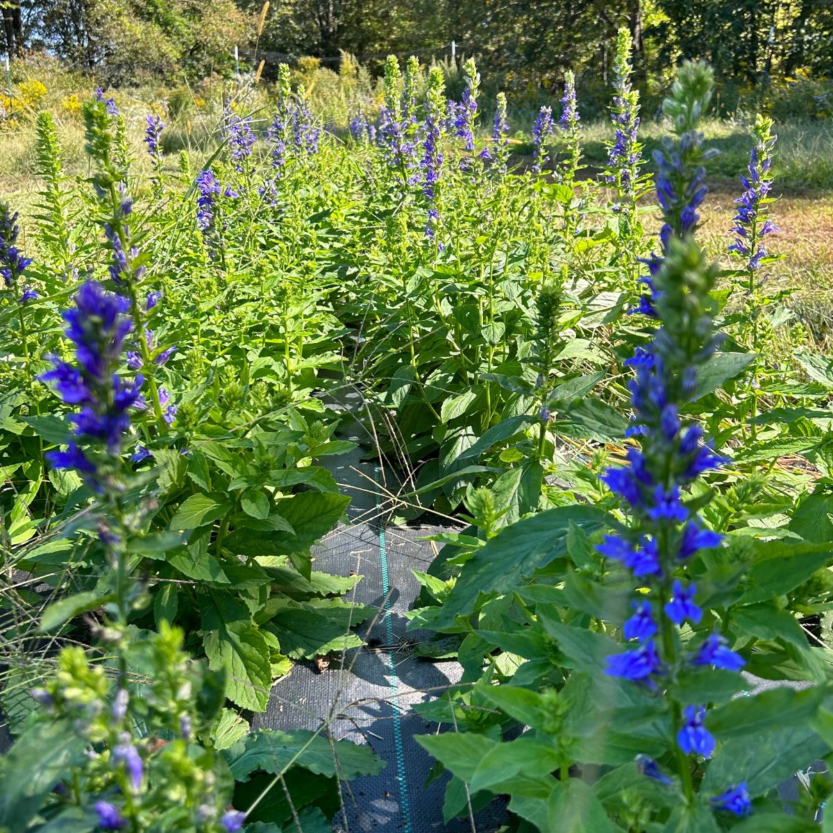 Great Blue Lobelia - PollinateHV Local Ecotype