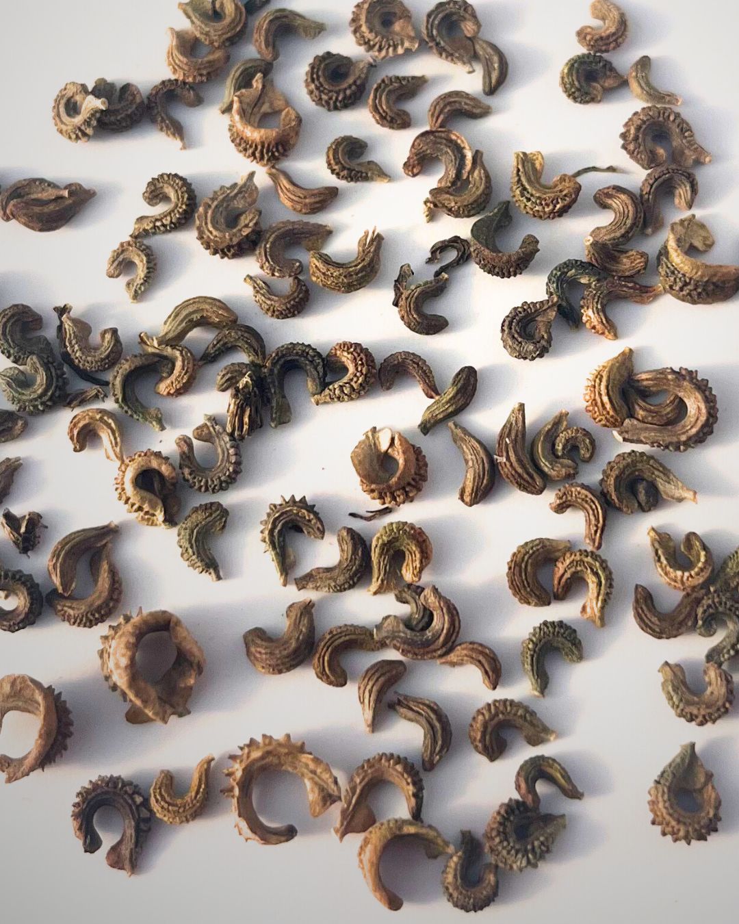 Flashback Calendula Mix