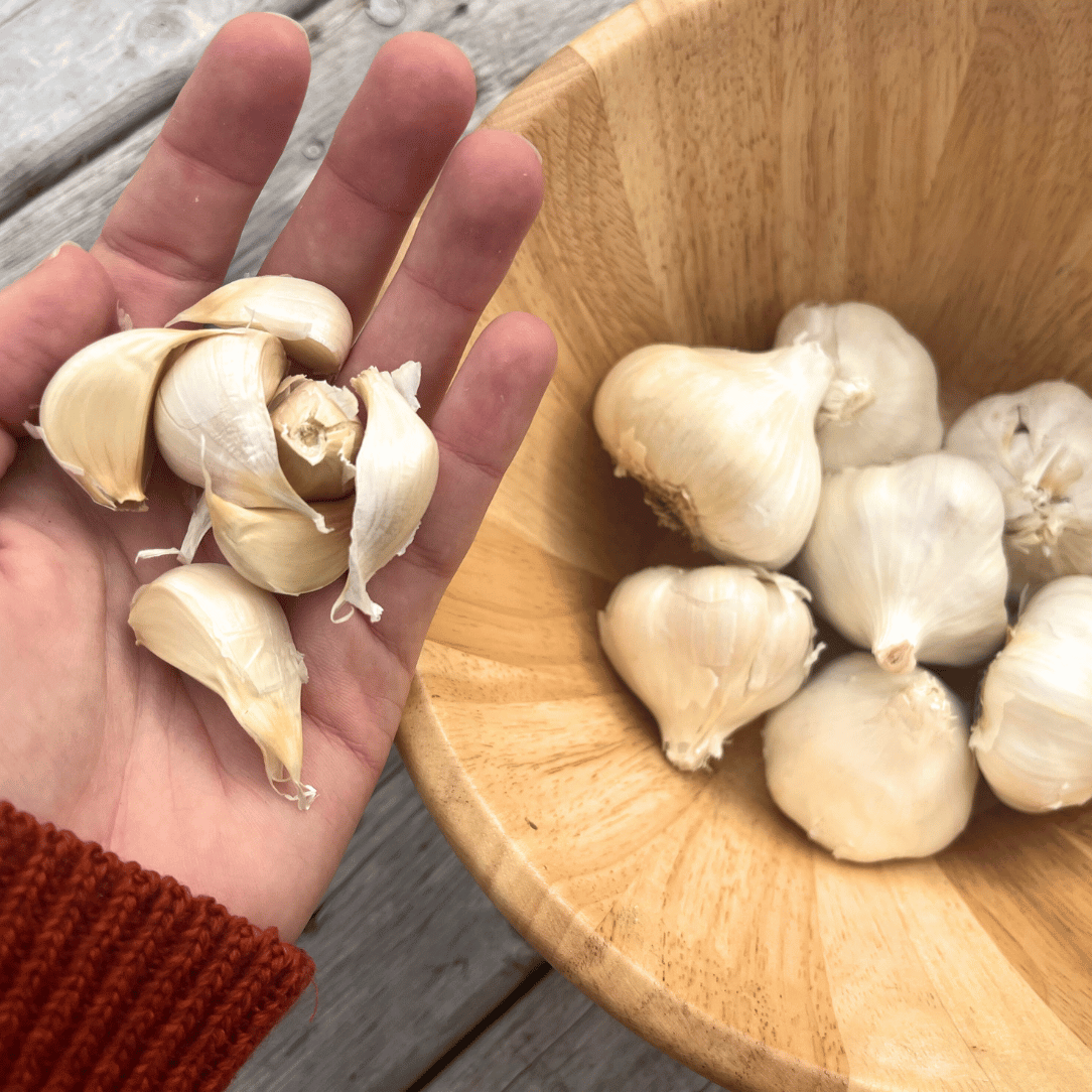 Inchelium Red Softneck Garlic