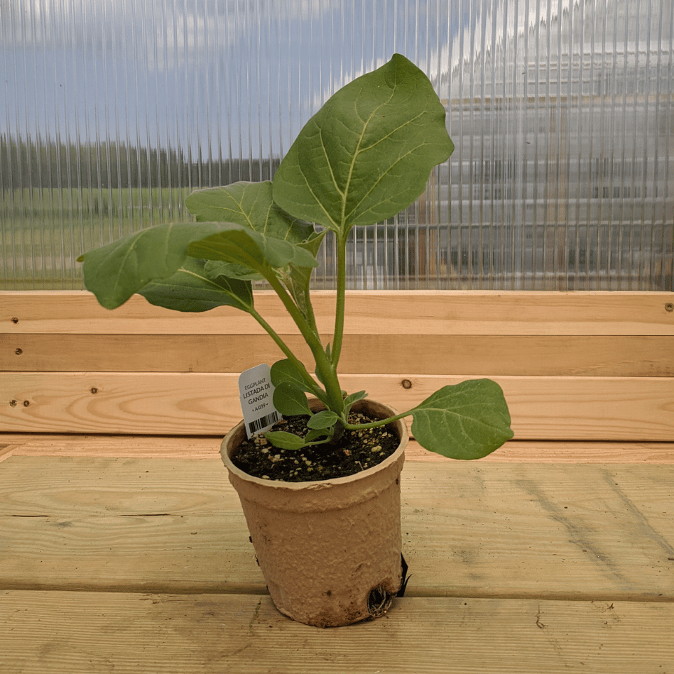 Listada di Gandia Eggplant Seedlings