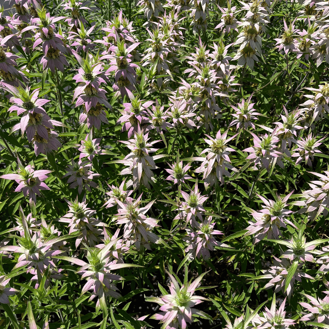 Spotted Bee Balm - PollinateHV Local Ecotype