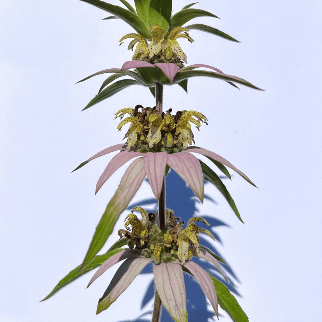 Spotted Bee Balm - PollinateHV Local Ecotype