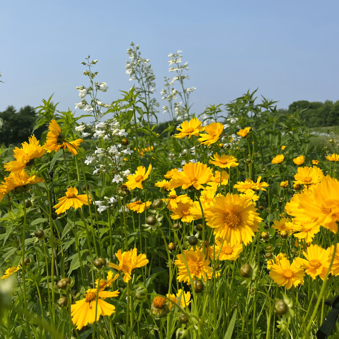 Northeast Native Wildflower Mix Seed Shaker