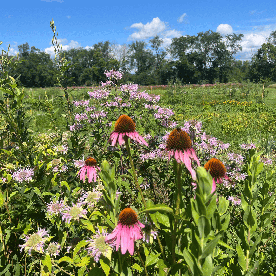 Northeast Native Wildflower Mix Seed Shaker
