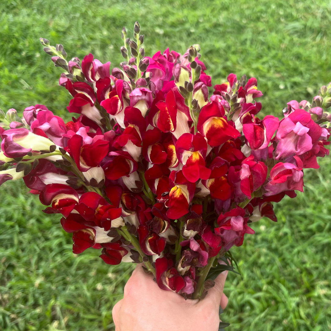 Night & Day Snapdragon