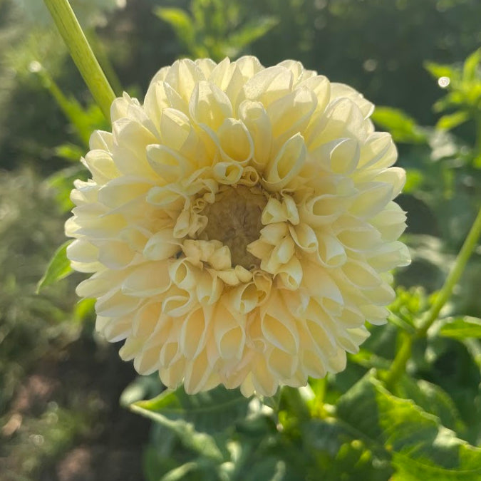 Polventon Supreme Dahlia Tuber