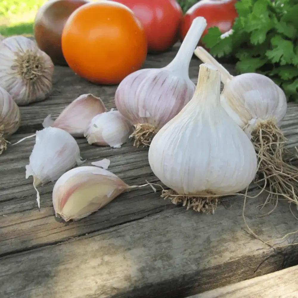 German Extra Hardy Hardneck Garlic