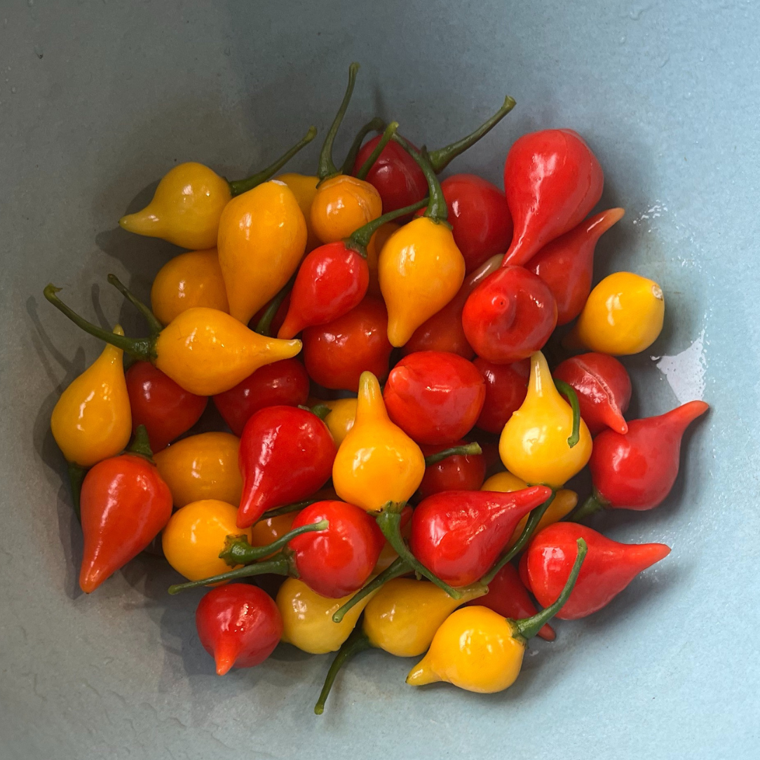 Biquinho Pepper Mix Seeds