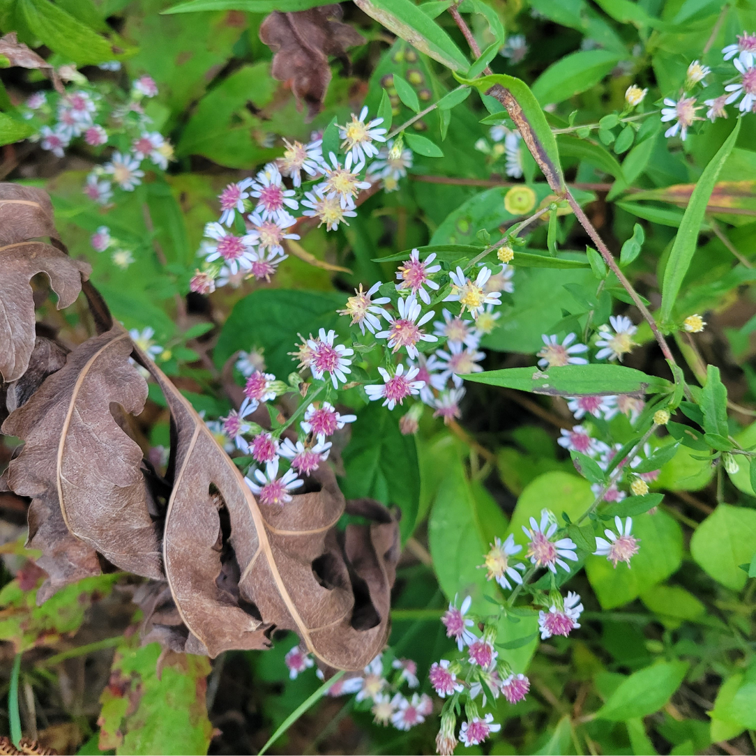 Calico Aster - PollinateHV Local Ecotype
