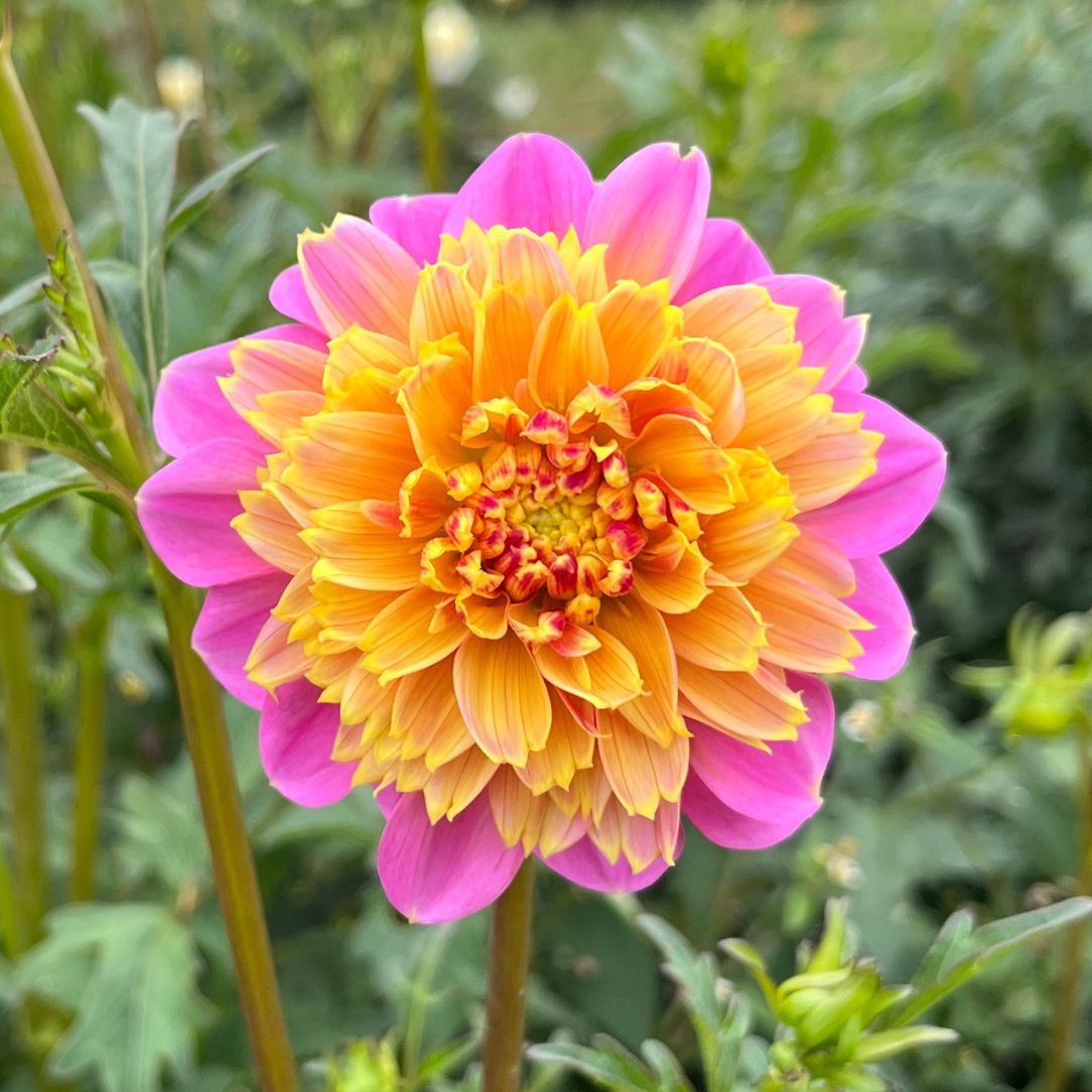 Lifestyle Dahlia Tuber