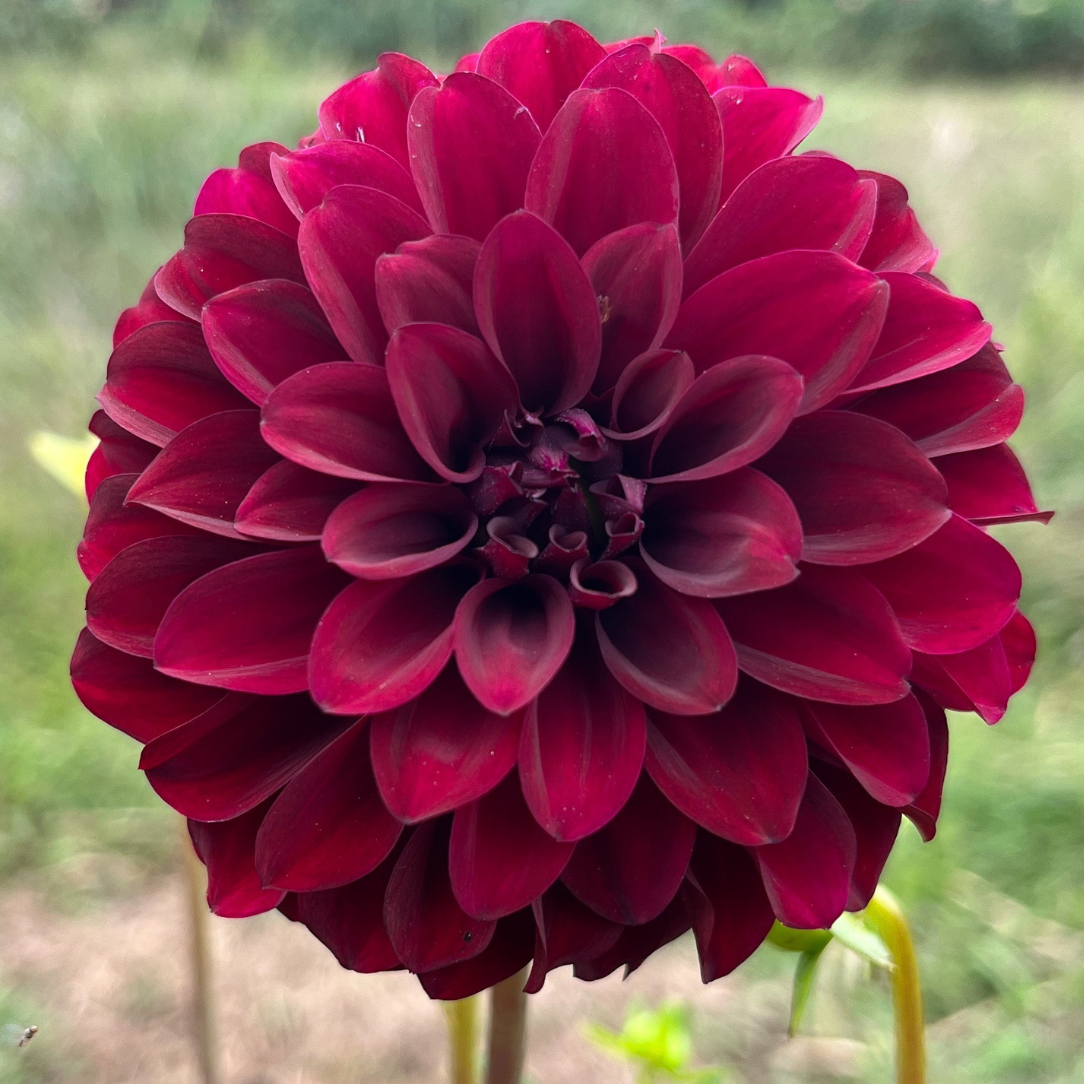 Black Satin Dahlia Tuber