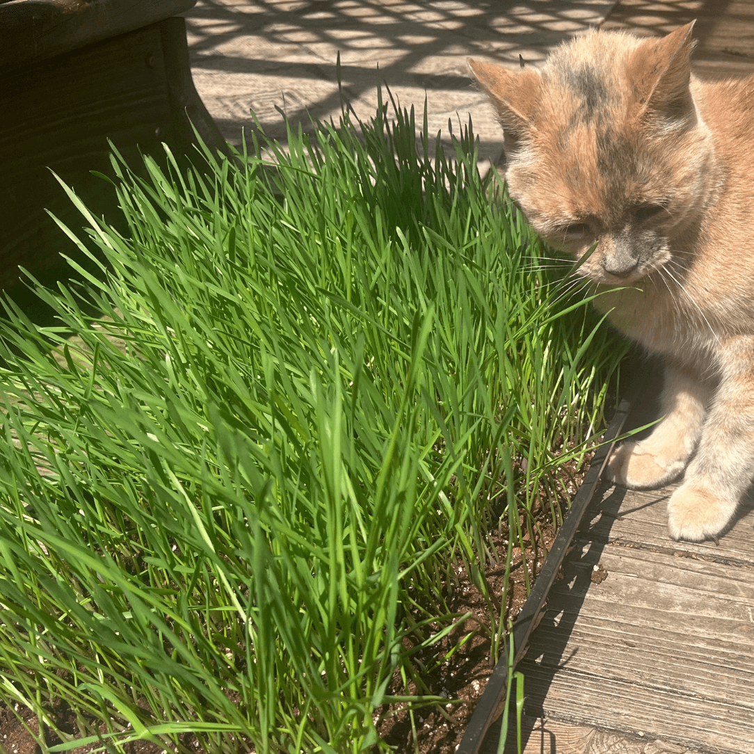 Cat Grass