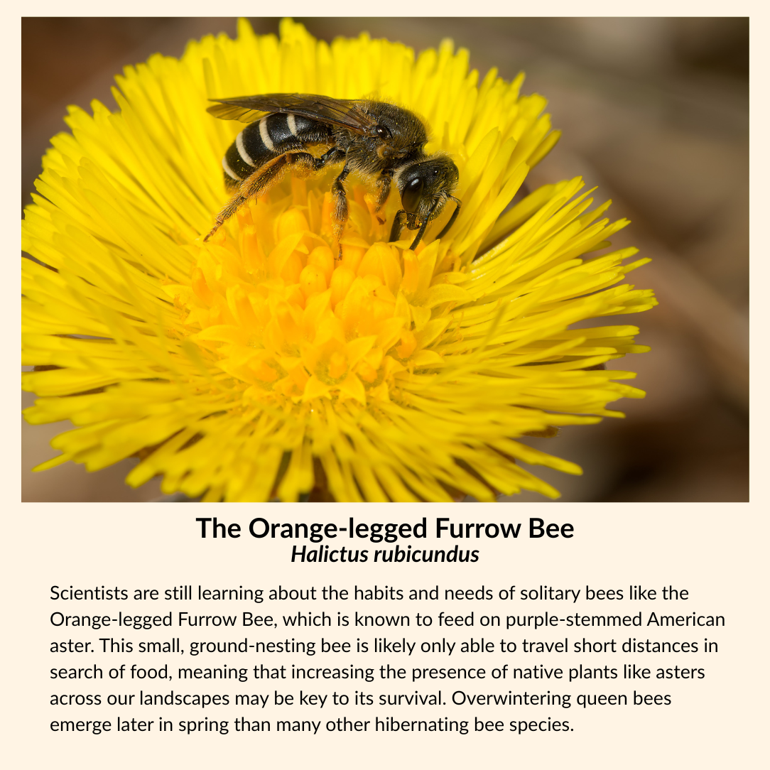 Purplestem Aster - PollinateHV Local Ecotype